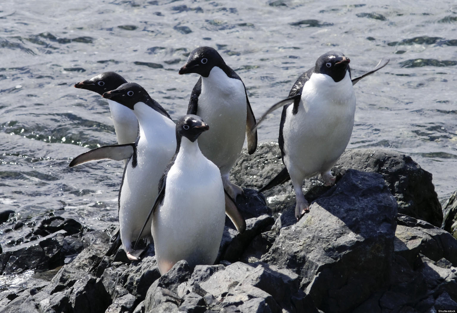 Adelie Penguins Are Cute Killing Machines, Japan Study Says