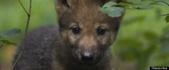 Lobo Cachorro
