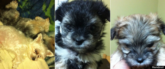 Abbotsford Puppies