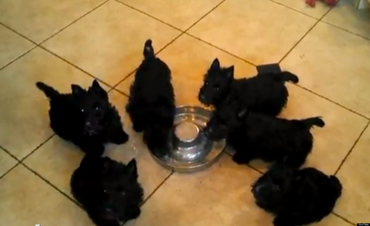Scottie Puppy Pinwheel Exists, Is Wonderful (VIDEO)