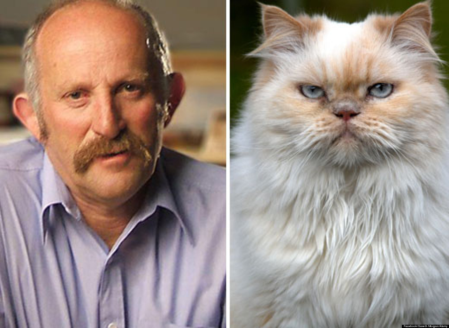 New Zealand Cat Ban? Gareth AntiKitty Economist, Wants Strays