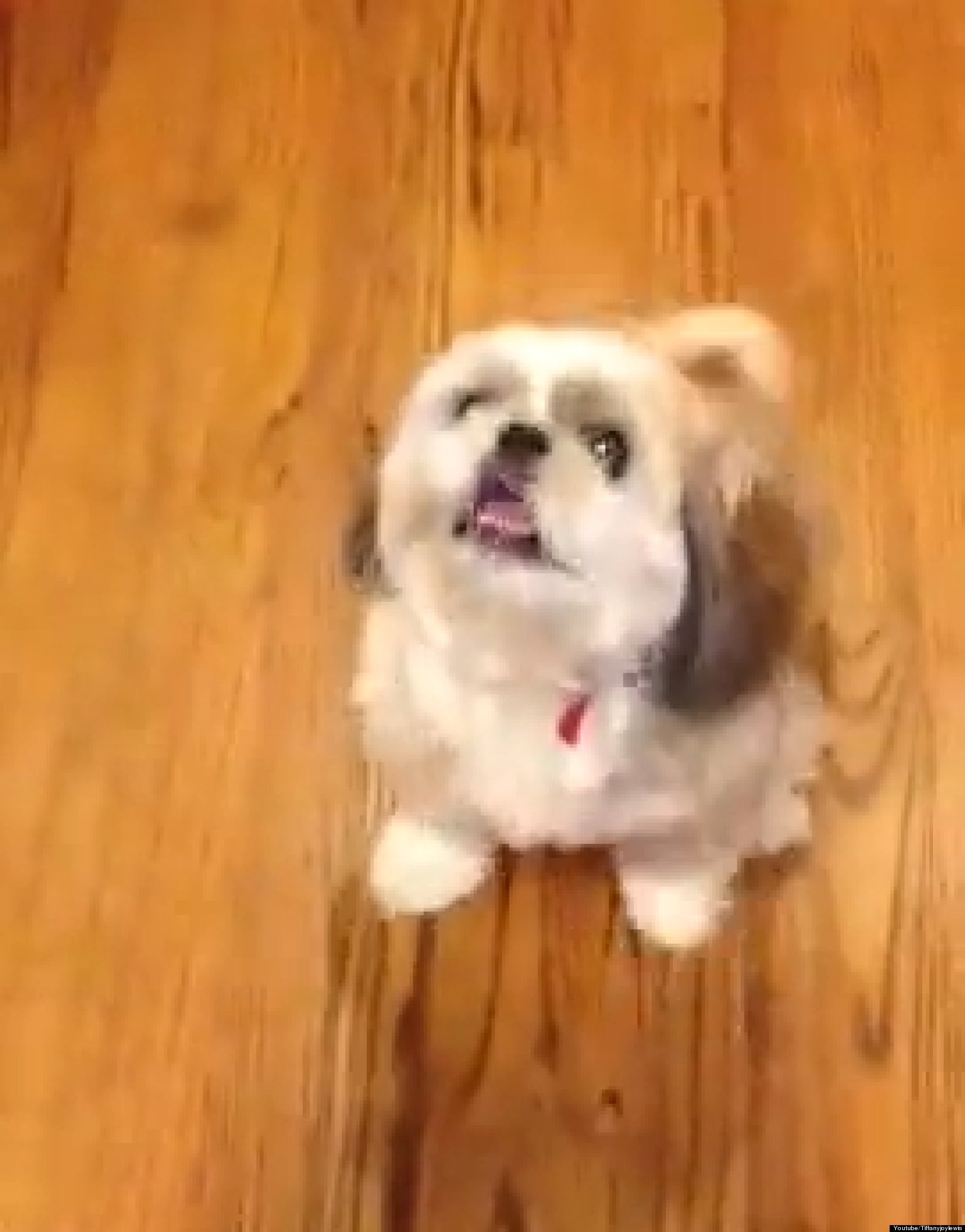 Charlie The Dog Sneezes On Command (VIDEO) HuffPost