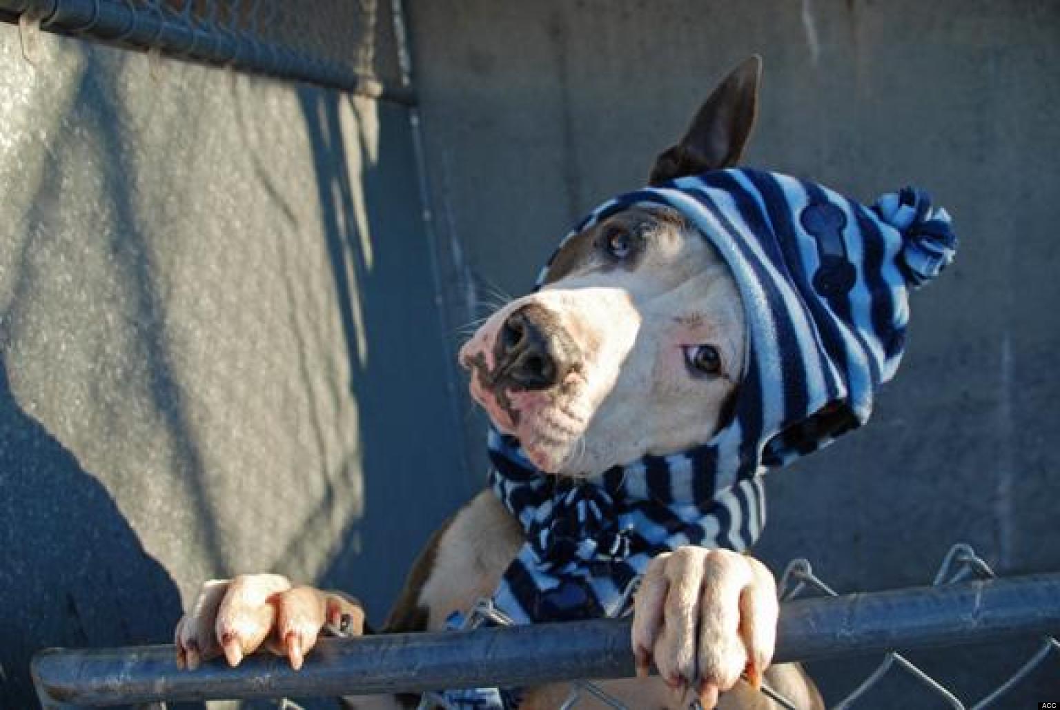 Adopt A Pet In New York City Featured Animals For 1/25/2013, Courtesy