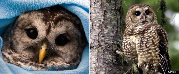 Spotted Owl