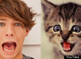 LOOK: Cats That Look Like One Direction!