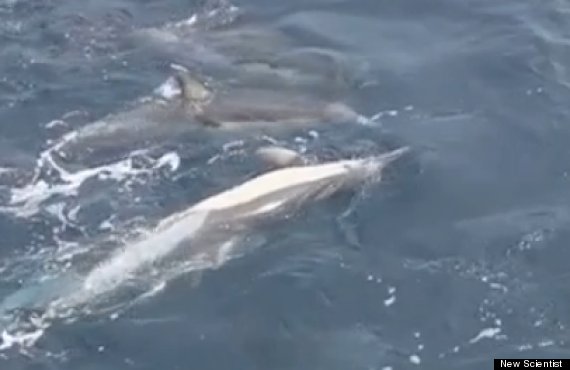 dolphins trying to save dying companion