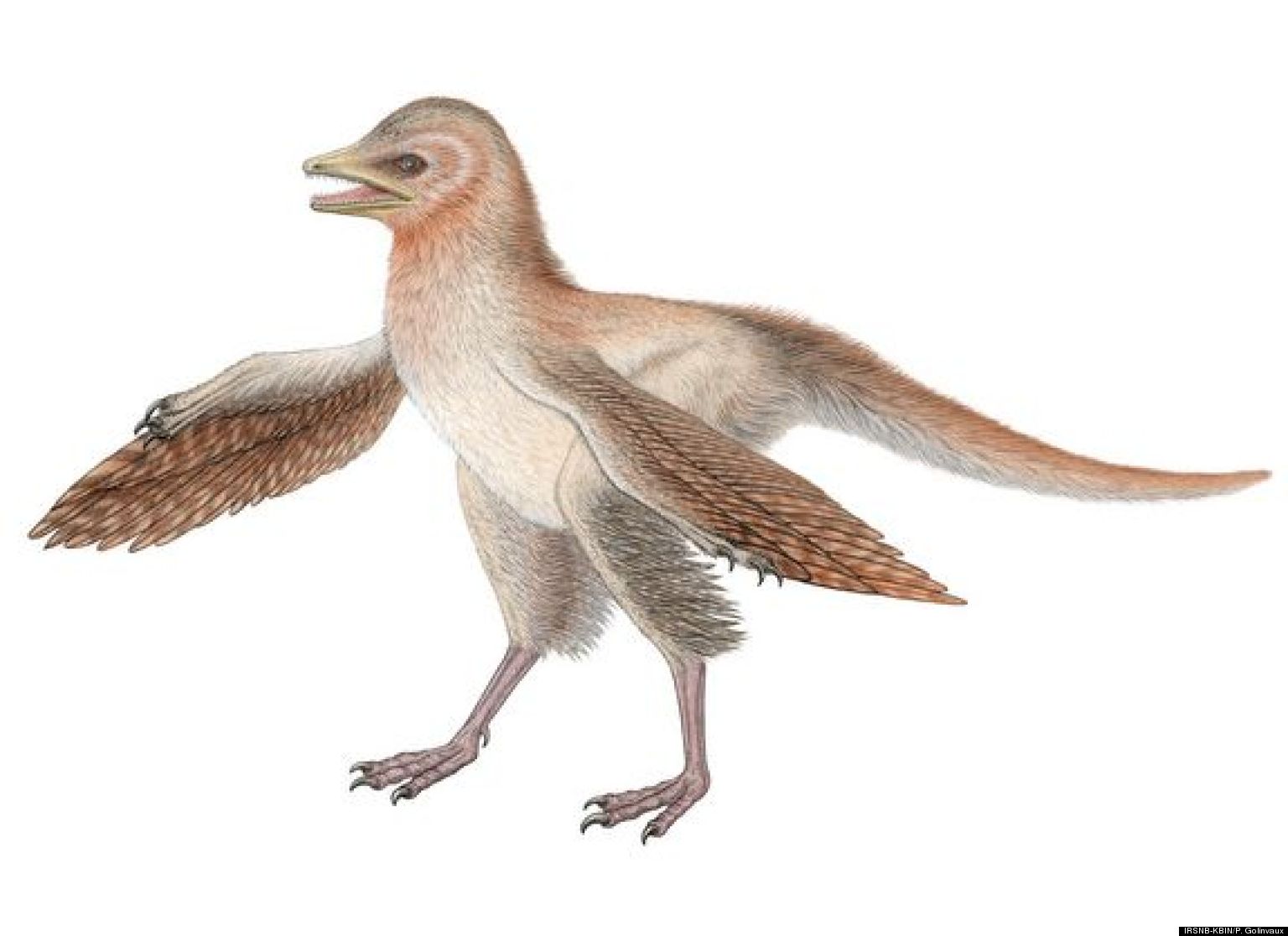 chinese feathered dinosaur