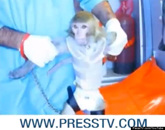 monkeyiran4