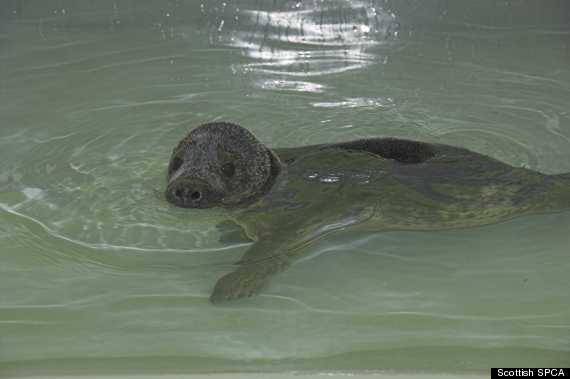 smartie the seal