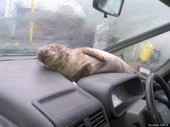 smartie the seal