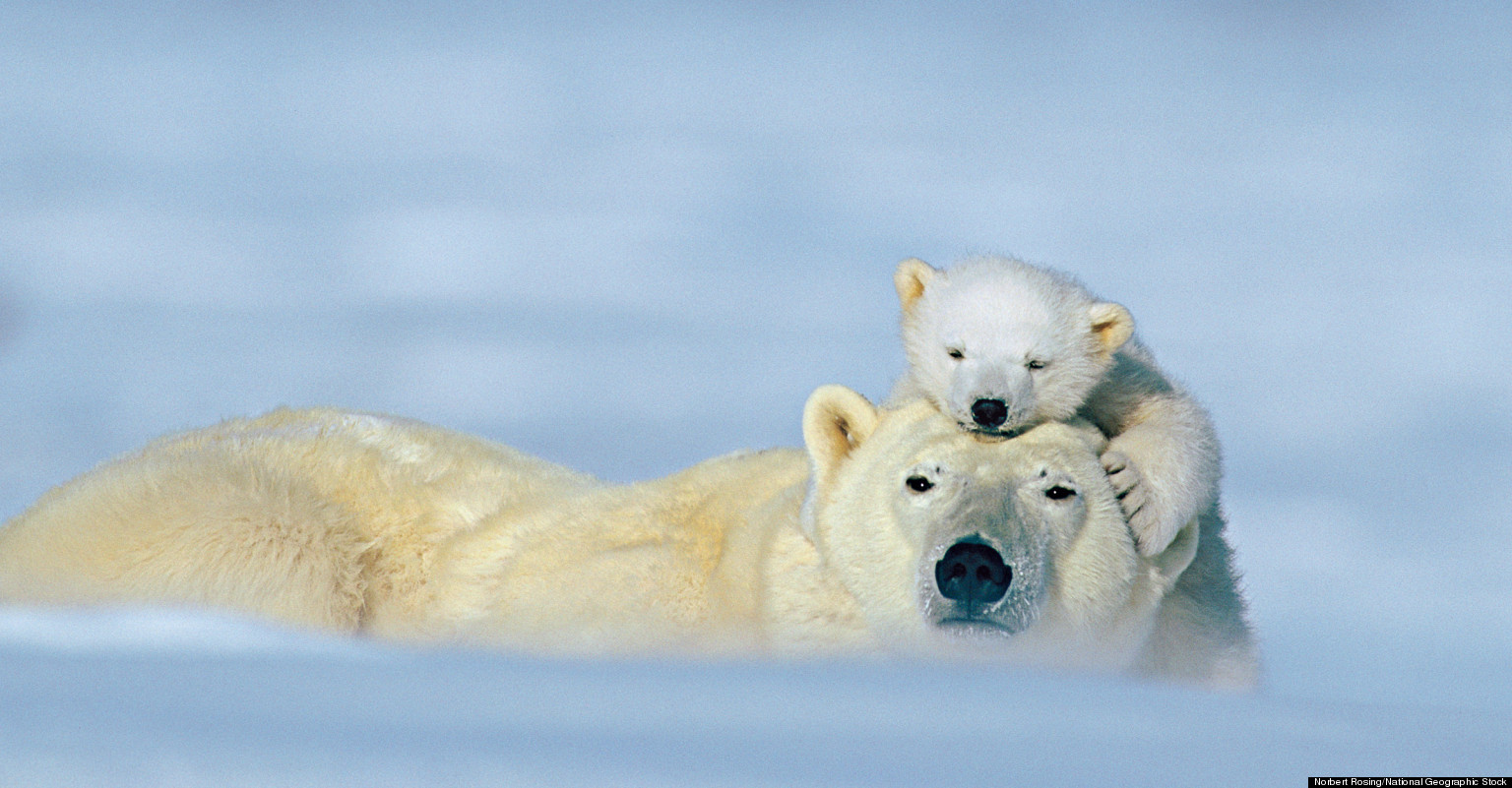 Animal Love Photos: National Geographic Previews Images Of Animal