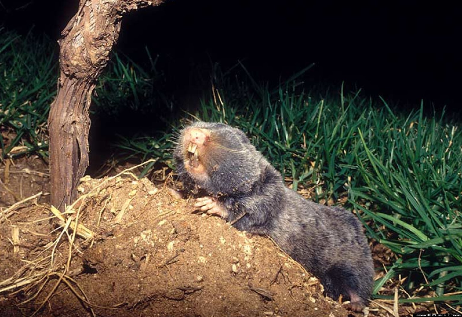 Blind Mole Rat May Shed New Light On Evolution Process Huffpost