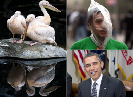 Pictures Of The Day: 29th January 2013