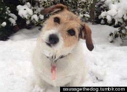 PICS: The Cutest Dog Ever? Quite Possibly
