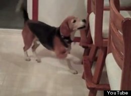WATCH: Just A Beagle. Doing The Cha-Cha.