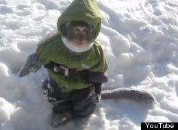WATCH: Monkey In A Snowsuit Will Make Your Heart Explode