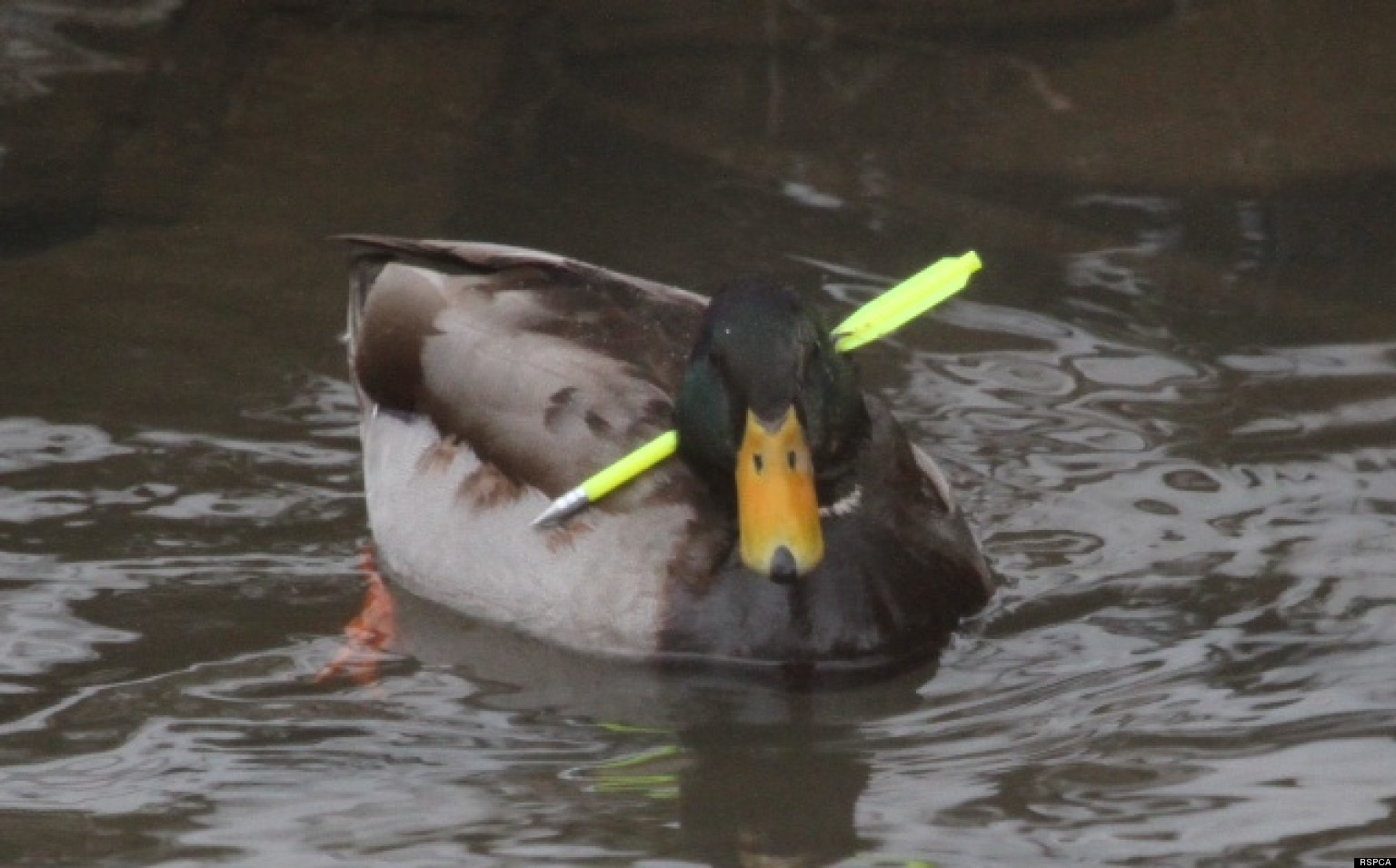 Duck Shot Through Head With Crossbow Bolt Evades Capture From Rspca In Barnsley Park Huffpost Uk