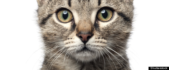 Cats Kill Billions