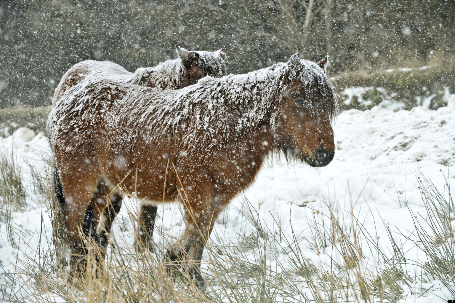 UK Weather Dartmoor Ponies Hit And Killed By Cars After Licking Anti