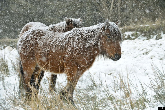 dartmoor pony salt