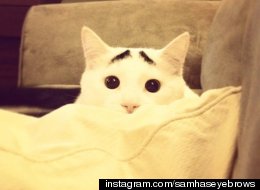 LOOK: A Cat With Eyebrows