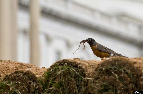 american robin