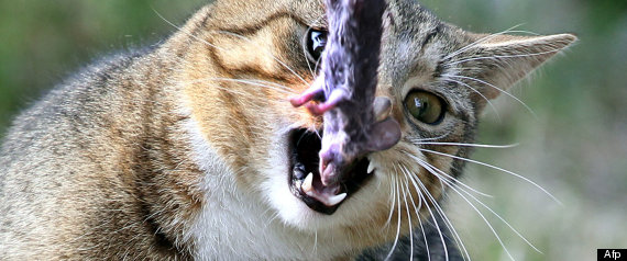 Gatos