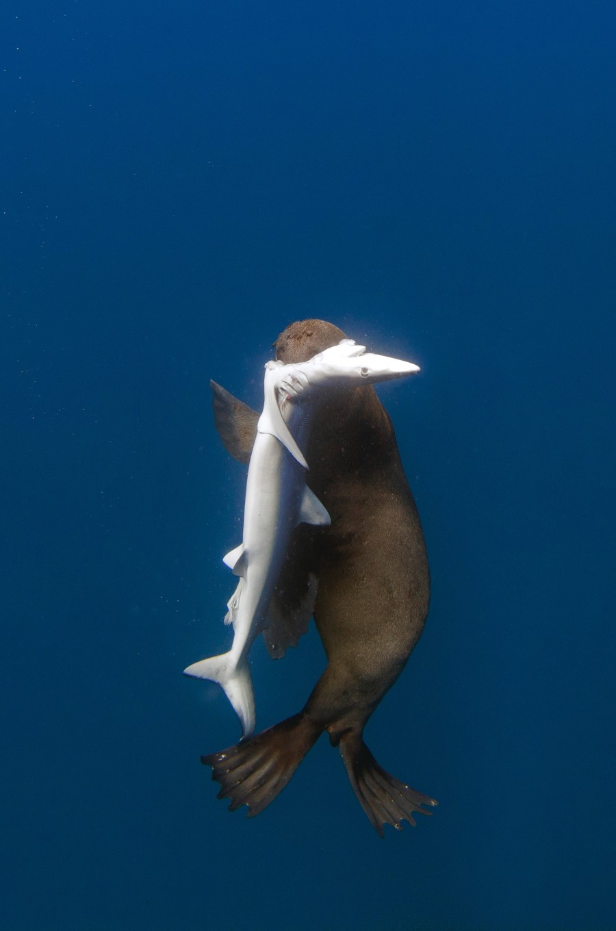 seal eats shark