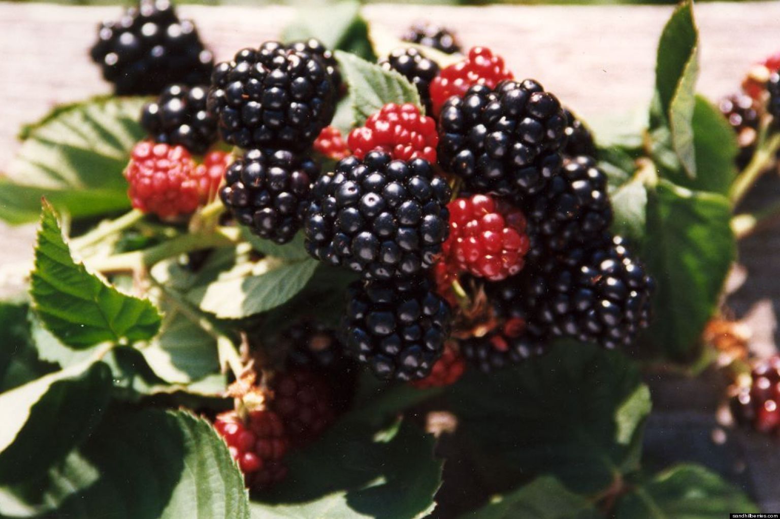Blackberry Facts  10 Things You May Not Know About The Fruit