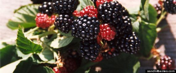 Chester Blackberries