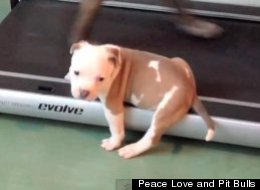 WATCH: It's The Eye Of The Pit Bull!