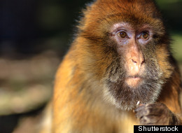 Des singes en colère attaquent un village dans l'est de l'Indonésie