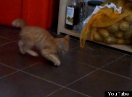 WATCH: Kitten Fights A Potato