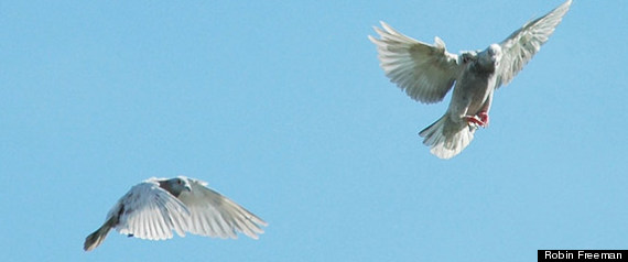 Homing Pigeon Navigation