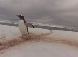 WATCH: Penguin Highway!