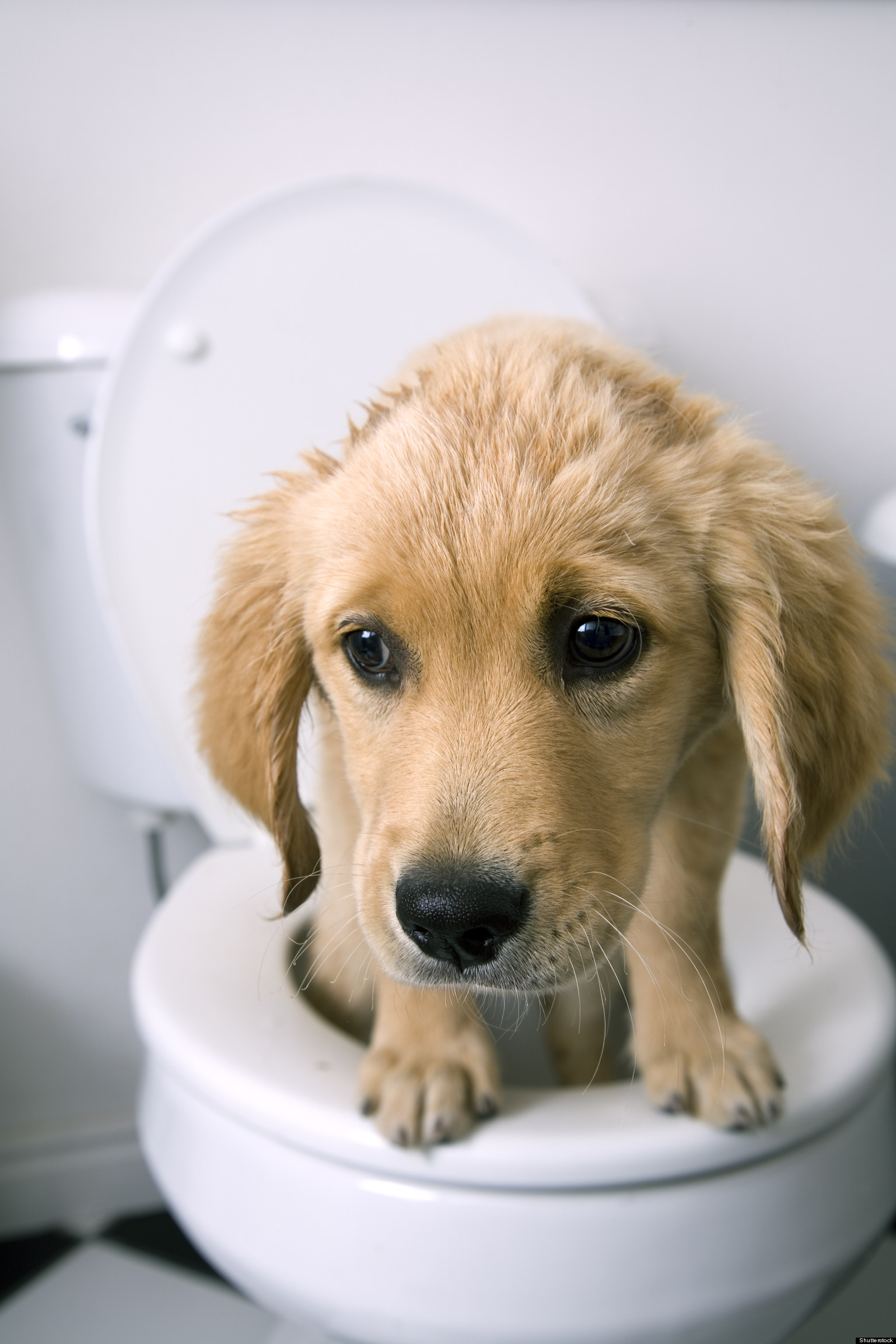 Public Restrooms For Pets?
