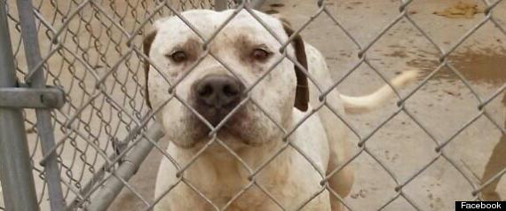 r-GAY-DOG-EUTHANIZED-large570.jpg?6