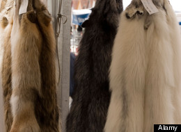 canada goose jacket dog fur