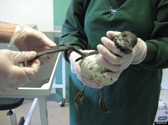 seabirds pollution