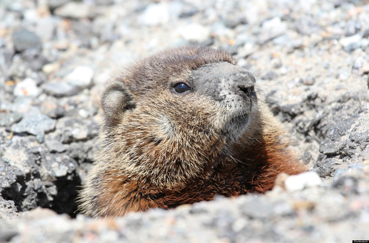 Groundhogs In Your Garden: What You Should Know About The Woodchuck