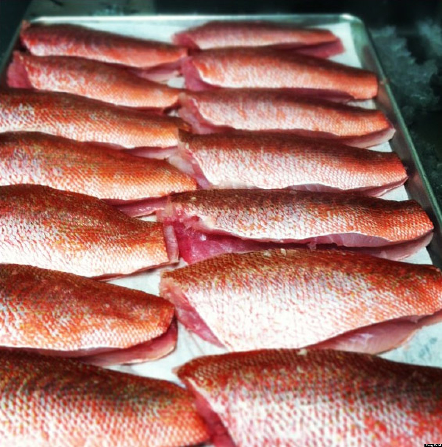 Vermilion Snapper