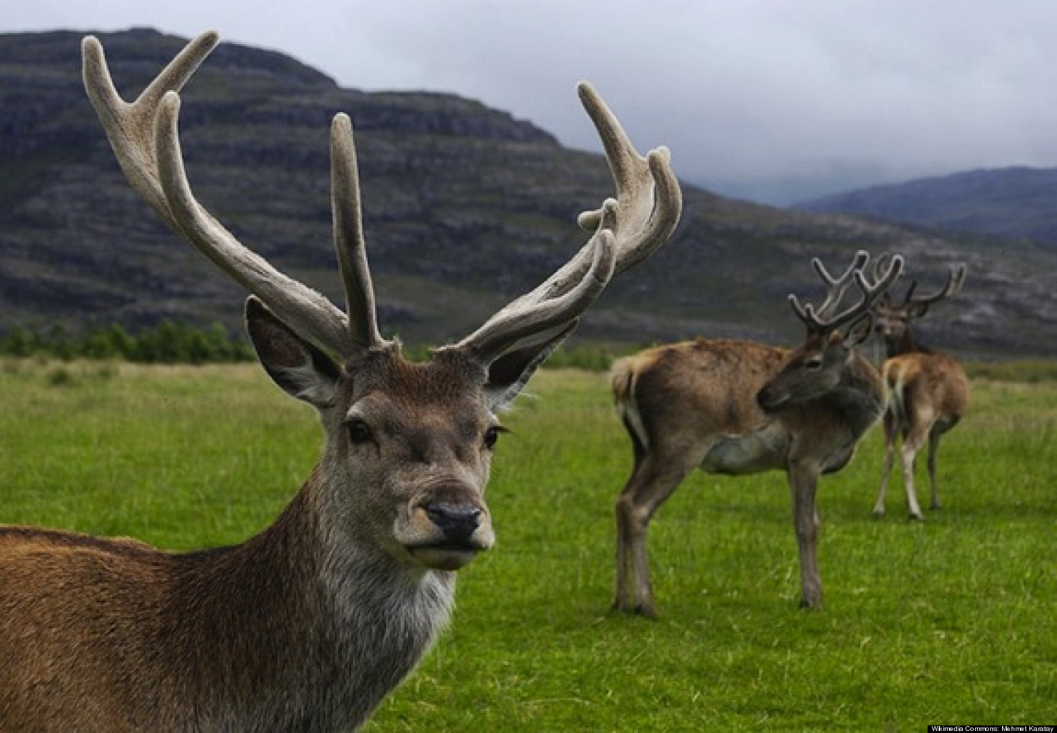 ray-lewis-deer-antler-spray-what-does-the-science-say