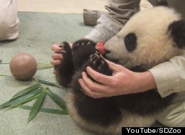 VIDÉO: Un petit panda en pleine forme