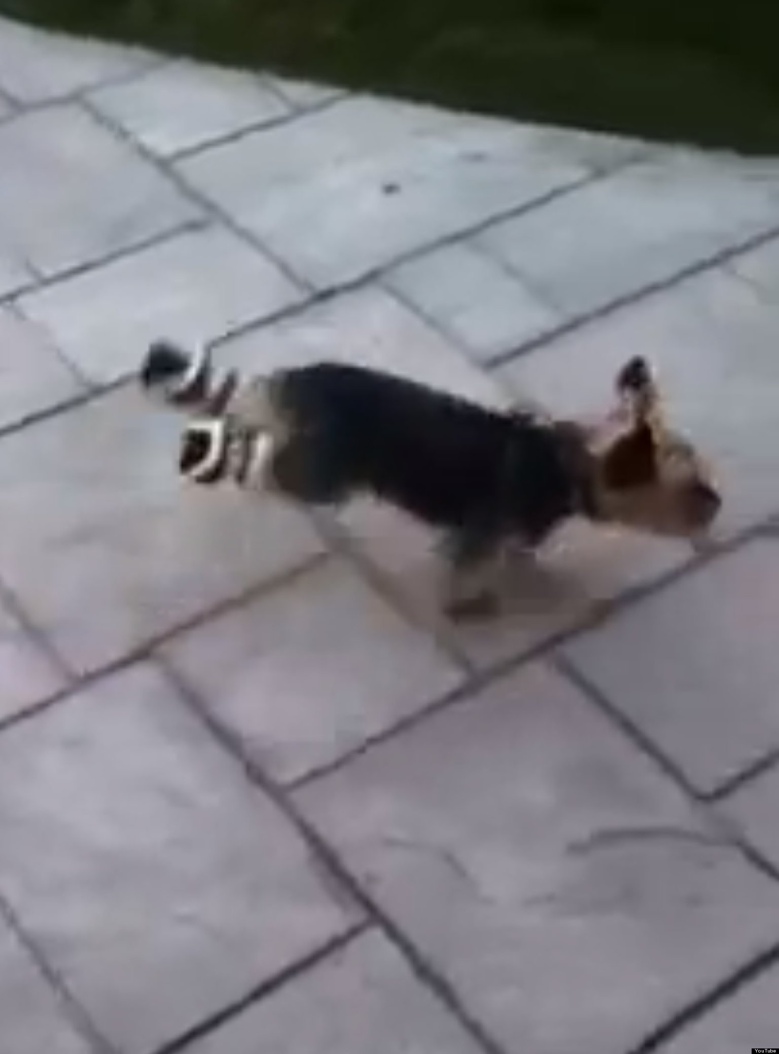 Dog Tries Out New Walking Shoes (VIDEO) HuffPost UK