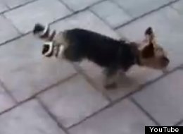 WATCH: Dog Tries Out Walking Shoes