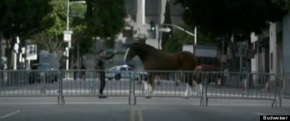 Clydesdale