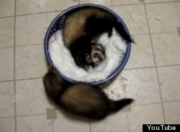 WATCH: Ferrets Playing In A Bowl Of Snow 