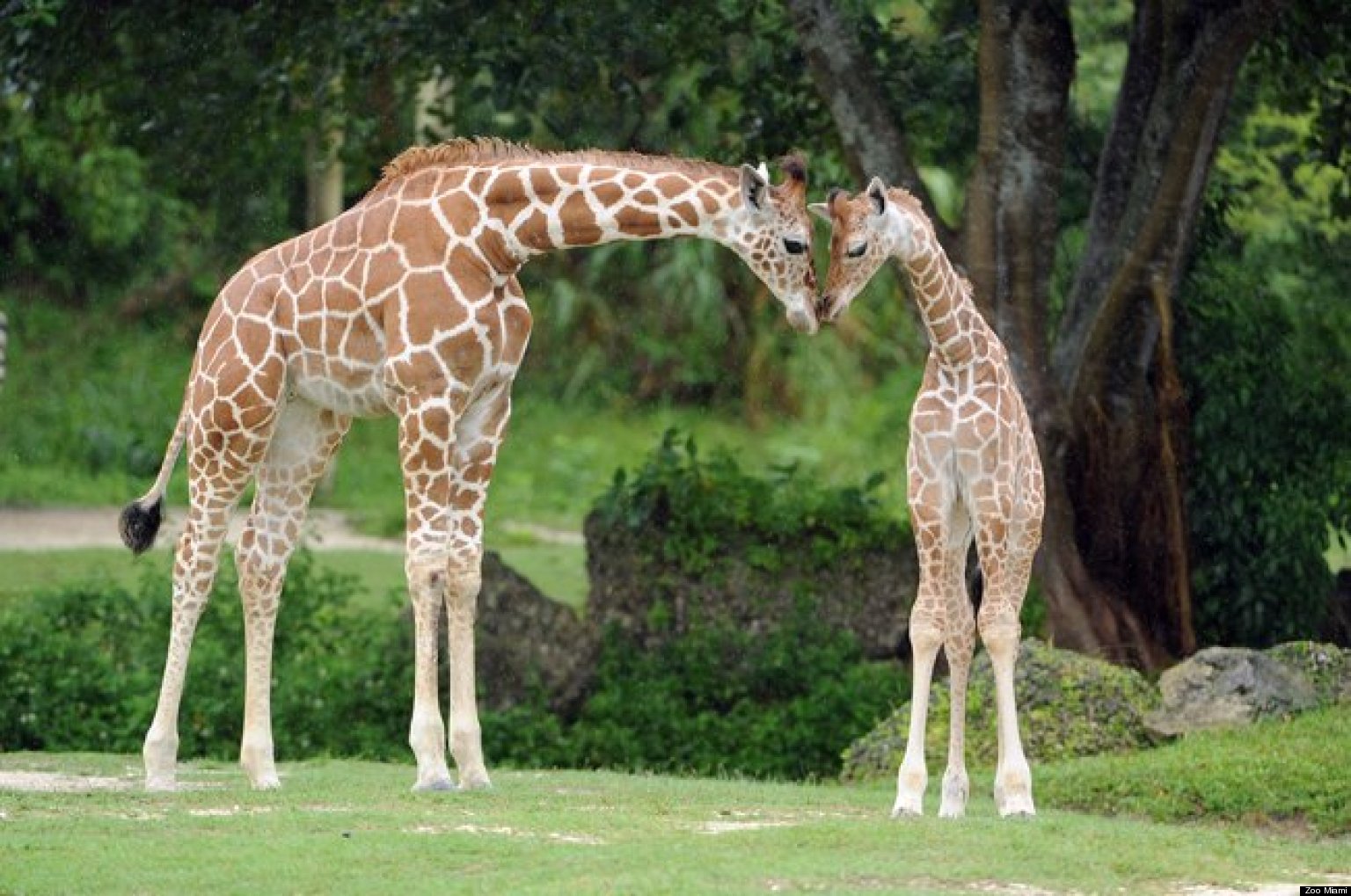 Kita, Zoo Miami Giraffe, Falls After Fleeing Advances Of Male Giraffes