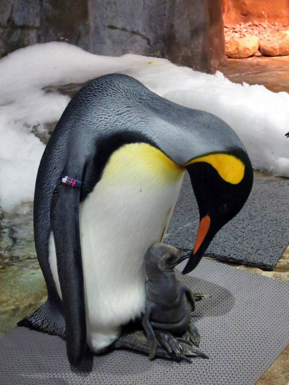 baby penguin