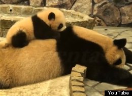 WATCH: Baby Panda Climbs On Mother Panda, World Melts